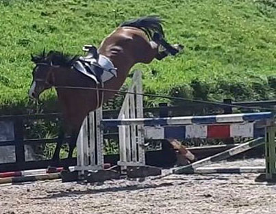 Young Showjumping Horse